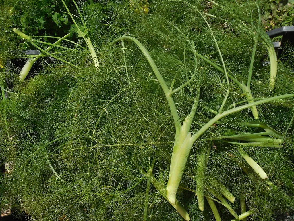 La Manna Di Zabbra Casa de hóspedes Pollina Itália
